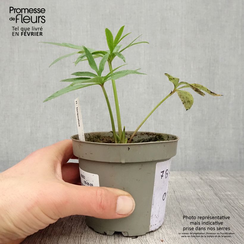 Exemplar von Helleborus torquatus Topf 12 cm / 13 cm wie im Winter geliefert