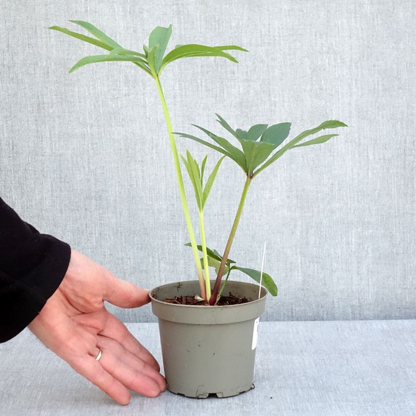 Exemplar von Helleborus orientalis subsp. abchasicus Topf 12 cm / 13 cm wie im Frühjahr geliefert