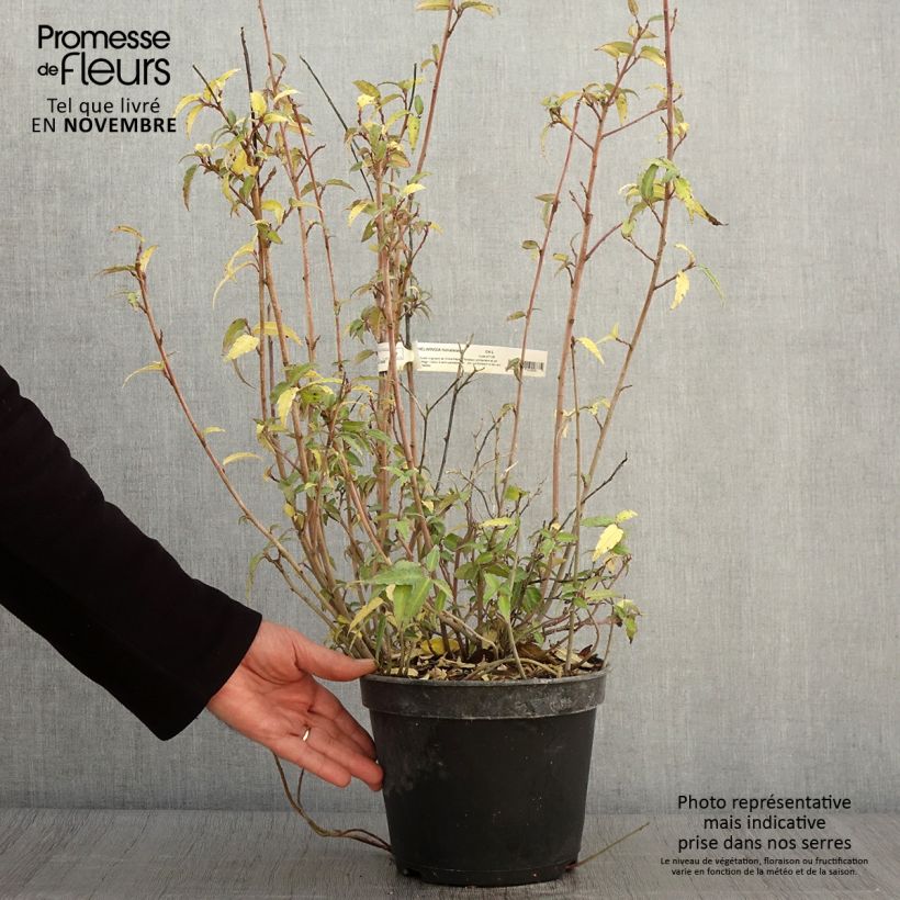Exemplar von Helwingia himalaica Topf mit 3L/4L wie im Herbst geliefert