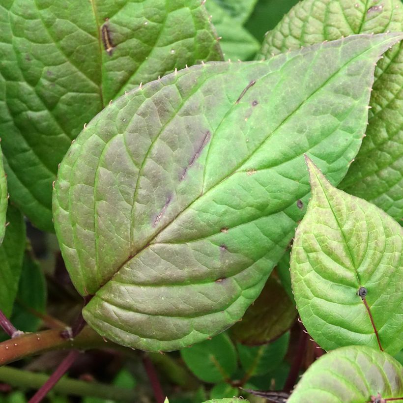 Helwingia japonica (Weiblich) - Japanischer Helwingie (Laub)