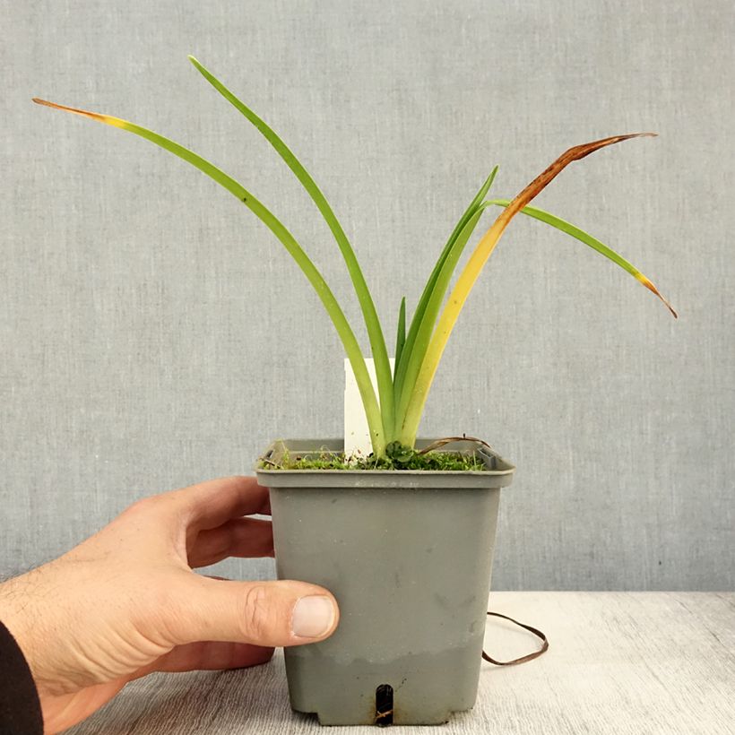 Exemplar von Hemerocallis Alaqua - Taglilie Topf mit 1L/1,5L wie im Herbst geliefert