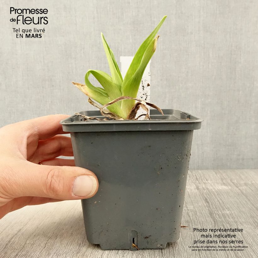 Exemplar von Hemerocallis Alaqua - Taglilie Topf mit 1L/1,5L wie im Frühjahr geliefert