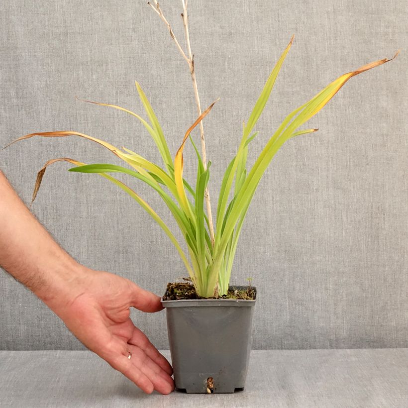 Exemplar von Hemerocallis Amerstone Amethyst Jewel - Taglilie Topf mit 1L/1,5L wie im Sommer geliefert