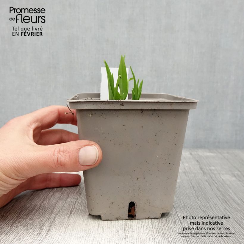 Exemplar von Hemerocallis Amerstone Amethyst Jewel - Taglilie Topf mit 1L/1,5L wie im Winter geliefert