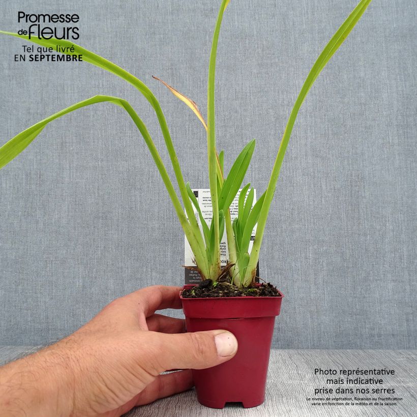Exemplar von Hemerocallis Annie Welch - Taglilie Kleine Töpfe von 7/8 cm wie im Sommer geliefert