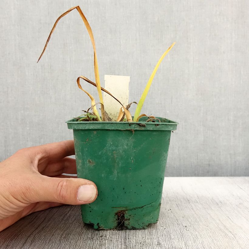 Exemplar von Hemerocallis Arctic Snow - Taglilie Topf mit 1L/1,5L wie im Herbst geliefert