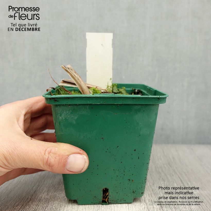 Exemplar von Hemerocallis Arctic Snow - Taglilie Topf mit 1L/1,5L wie im Winter geliefert