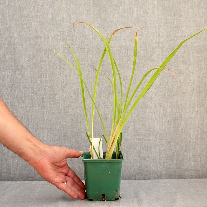 Exemplar von Hemerocallis Black Eyed Susan - Taglilie Topf mit 1L/1,5L wie im Sommer geliefert