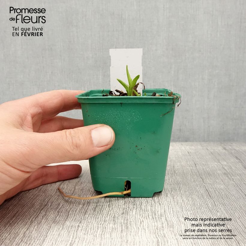 Exemplar von Hemerocallis Bonanza - Taglilie Kleine Töpfe von 8/9 cm wie im Winter geliefert