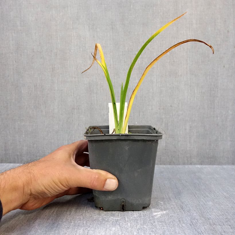 Exemplar von Hemerocallis Calico Jack - Taglilie Topf mit 1L/1,5L wie im Herbst geliefert