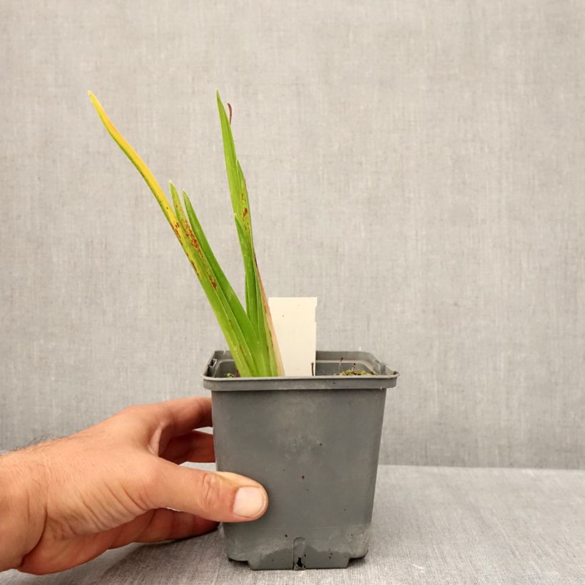 Exemplar von Hemerocallis Cape Breton - Taglilie Topf mit 1L/1,5L wie im Herbst geliefert