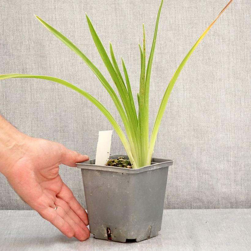 Exemplar von Hemerocallis Cape Breton - Taglilie Topf mit 1L/1,5L wie im Sommer geliefert