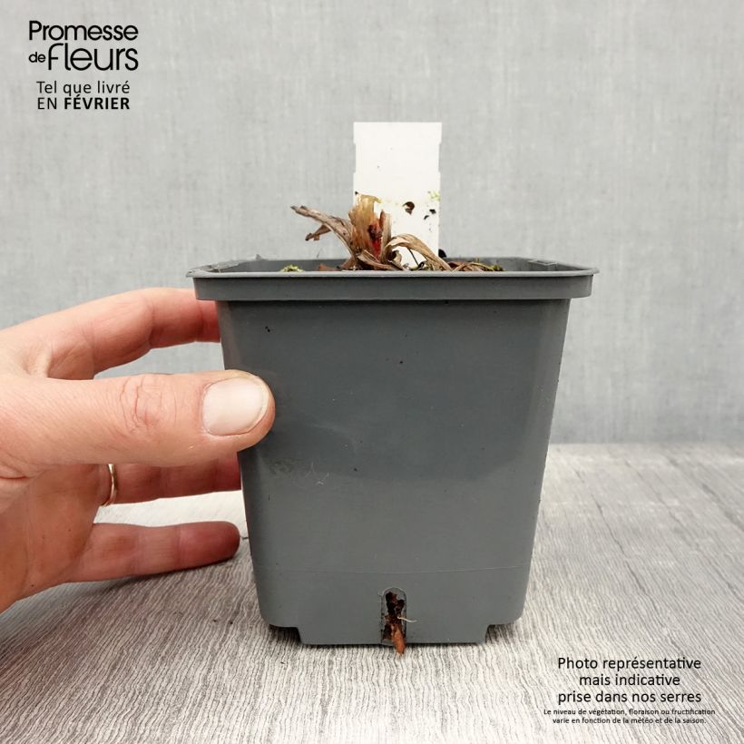 Exemplar von Hemerocallis Cape Breton - Taglilie Topf mit 1L/1,5L wie im Winter geliefert