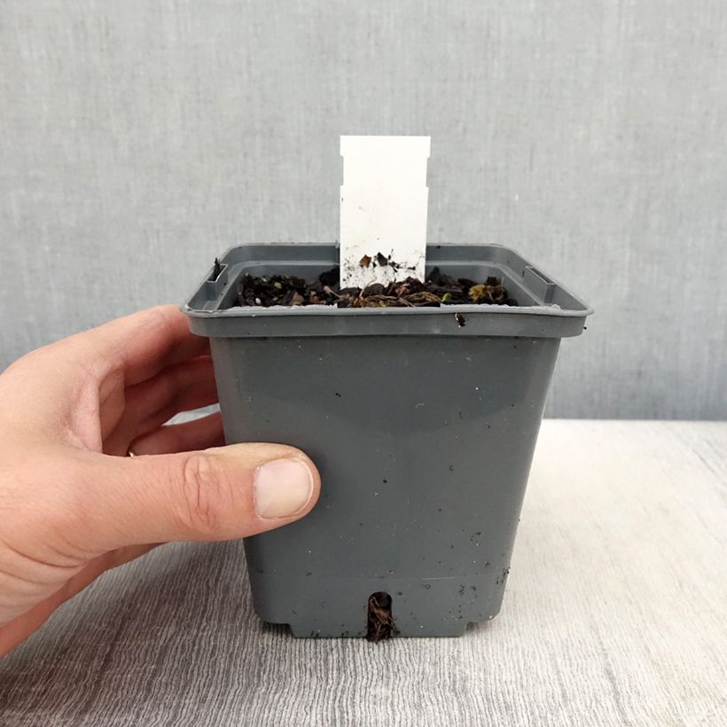 Exemplar von Hemerocallis Cape Breton - Taglilie Topf mit 1L/1,5L wie im Frühjahr geliefert