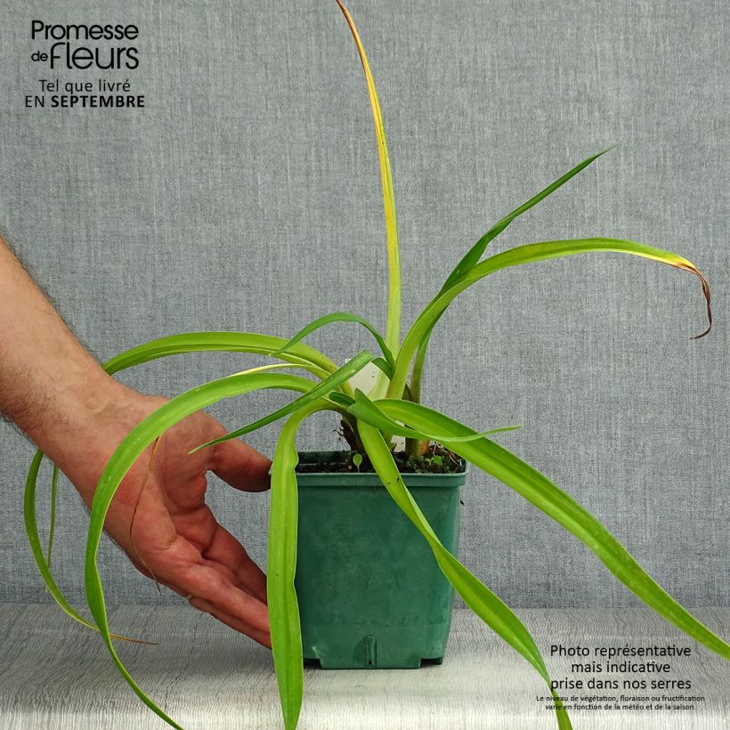 Exemplar von Hemerocallis Charles Johnson - Taglilie Topf mit 1L/1,5L wie im Sommer geliefert