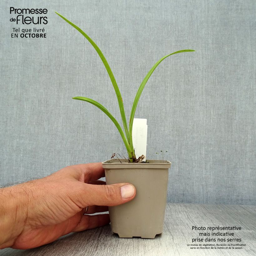 Exemplar von Hemerocallis Chicago Knobby - Taglilie Kleine Töpfe von 8/9 cm wie im Herbst geliefert