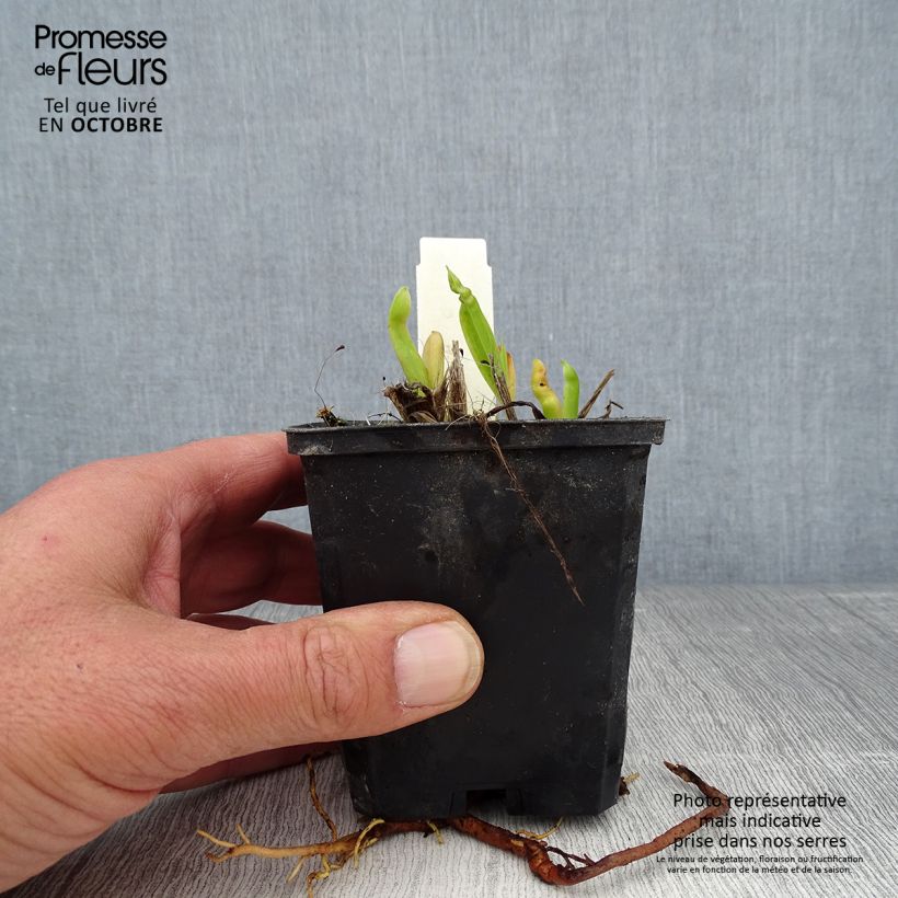Exemplar von Hemerocallis Chicago Sunrise - Taglilie Kleine Töpfe von 8/9 cm wie im Herbst geliefert