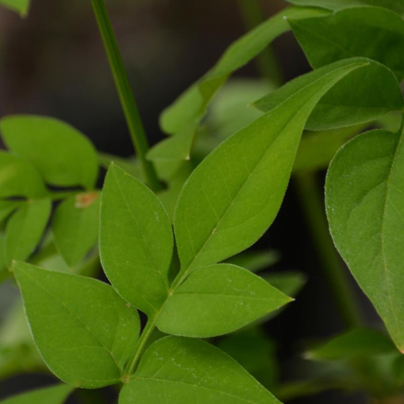 Hemerocallis Clothed in Glory - Taglilie (Laub)