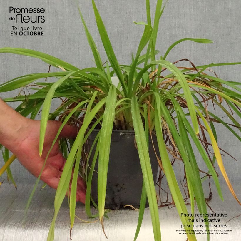 Exemplar von Hemerocallis Crimson Pirate - Taglilie Topf mit 2L/3L wie im Herbst geliefert