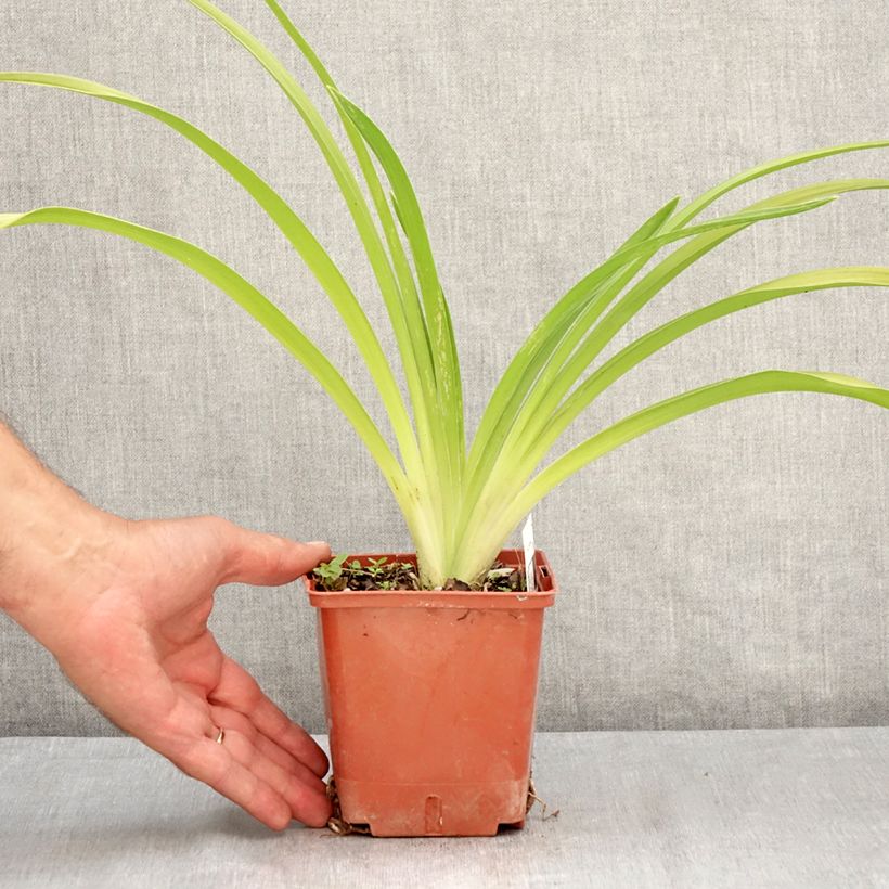 Exemplar von Hemerocallis Daring Deception - Taglilie Topf mit 1L/1,5L wie im Sommer geliefert