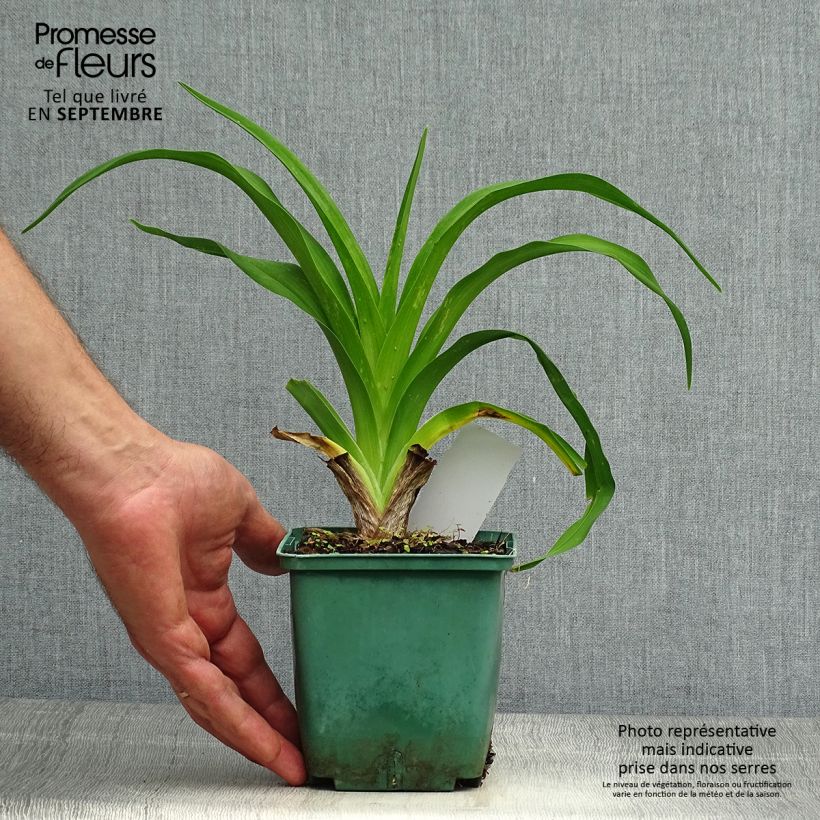 Exemplar von Hemerocallis Daring Dilemma - Taglilie Topf mit 1L/1,5L wie im Herbst geliefert
