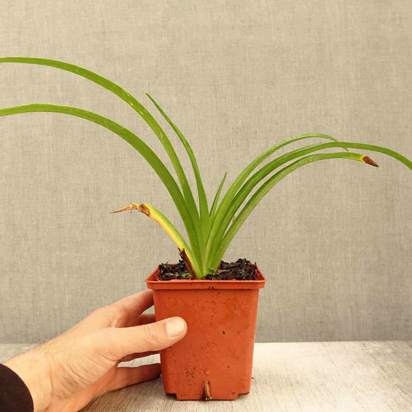 Exemplar von Hemerocallis Destined to See - Taglilie Topf mit 1L/1,5L wie im Herbst geliefert