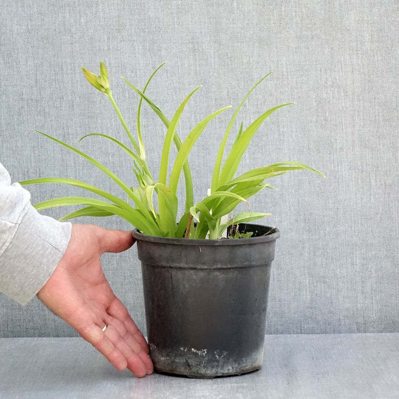 Exemplar von Hemerocallis Double Dream - Taglilie Topf mit 2L/3L wie im Frühjahr geliefert
