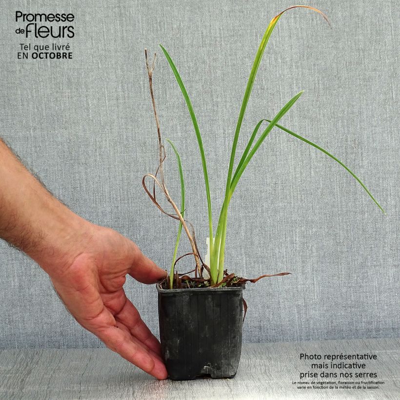 Exemplar von Hemerocallis Double River Wye - Taglilie Kleine Töpfe von 8/9 cm wie im Herbst geliefert