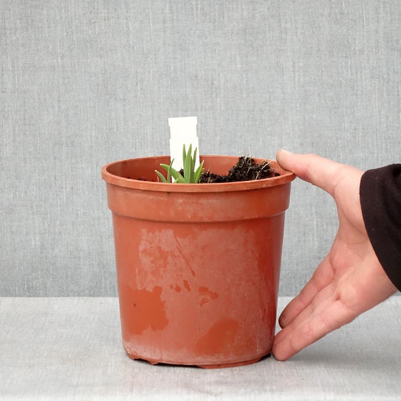 Exemplar von Hemerocallis Double River Wye - Taglilie Topf mit 2L/3L wie im Frühjahr geliefert