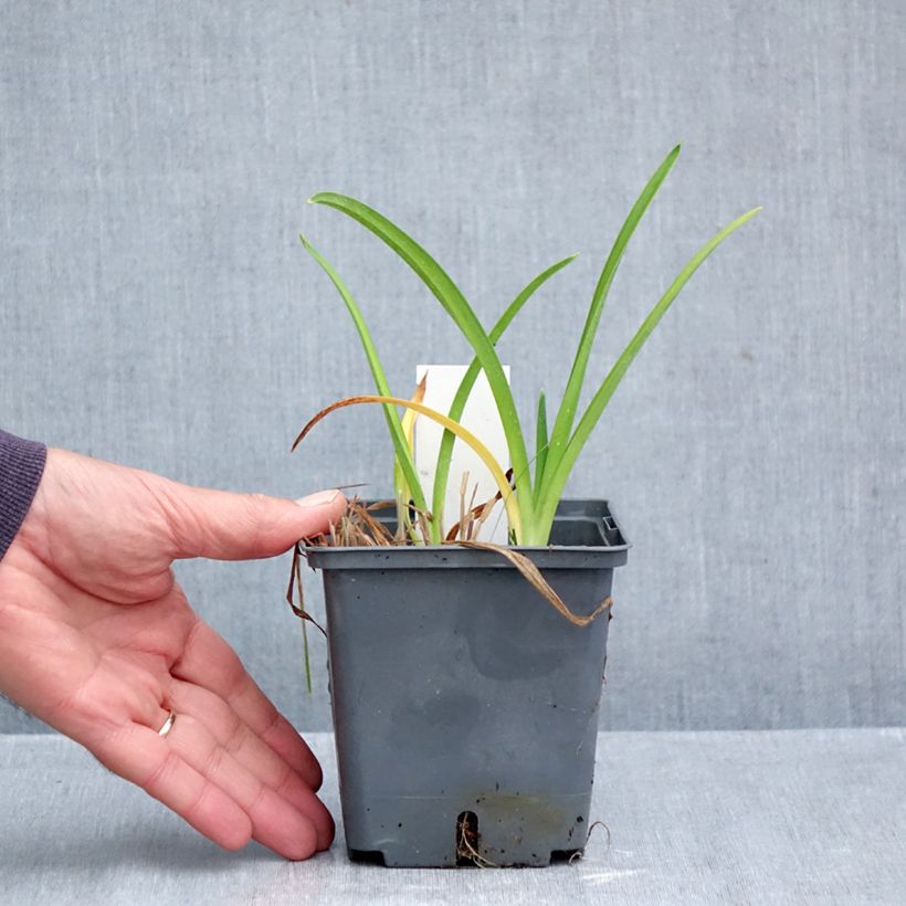 Exemplar von Hemerocallis Enchanted Forest - Taglilie Topf mit 1L/1,5L wie im Herbst geliefert