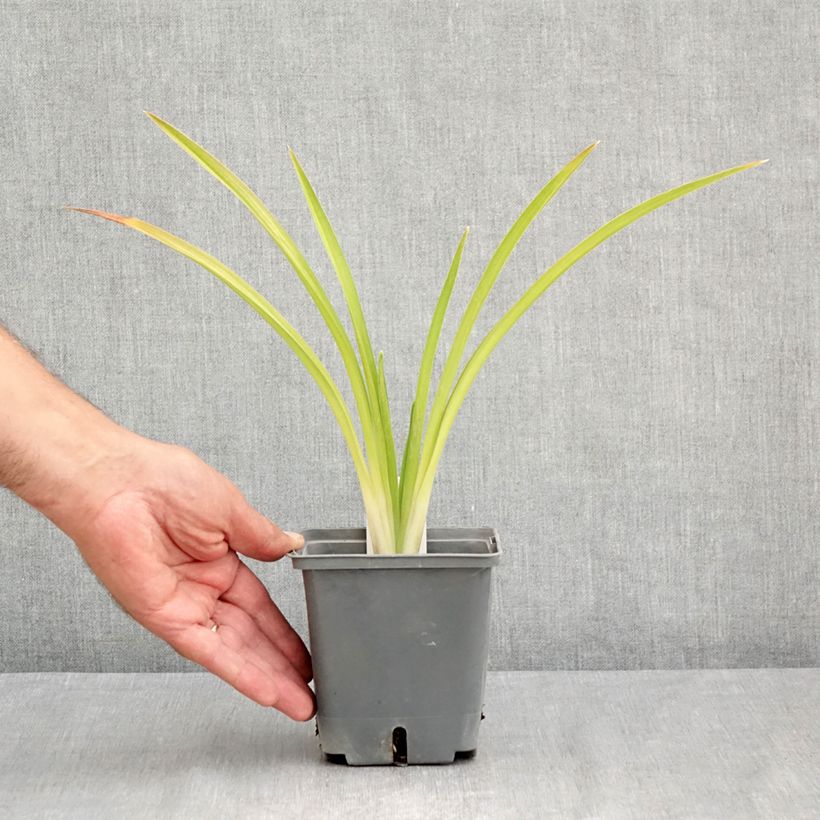 Exemplar von Hemerocallis Enchanted Forest - Taglilie Topf mit 1L/1,5L wie im Sommer geliefert
