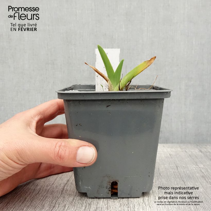 Exemplar von Hemerocallis Enchanted Forest - Taglilie Topf mit 1L/1,5L wie im Winter geliefert