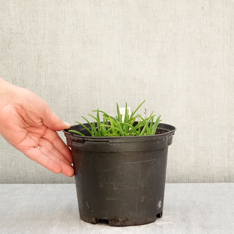 Exemplar von Hemerocallis Everydaylily Cerise - Taglilie Topf mit 2L/3L wie im Frühjahr geliefert