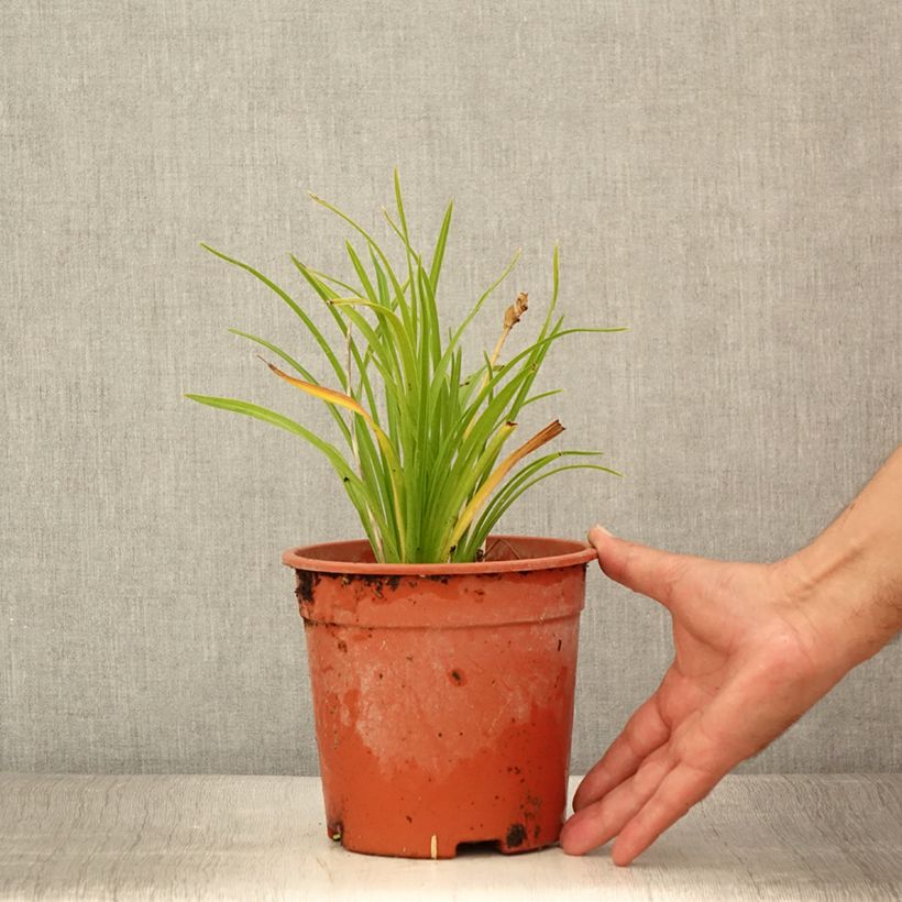 Exemplar von Hemerocallis Everydaylily Punch Yellow - Taglilie Topf mit 2L/3L wie im Sommer geliefert