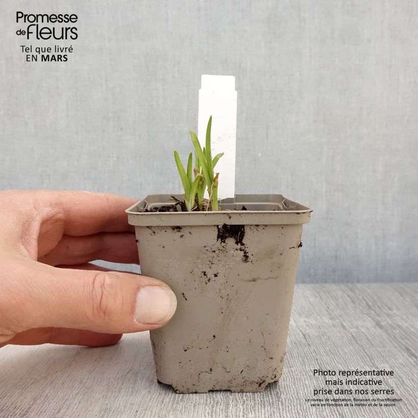 Exemplar von Hemerocallis Everydaylily Red Ribs - Taglilie Kleine Töpfe von 8/9 cm wie im Frühjahr geliefert