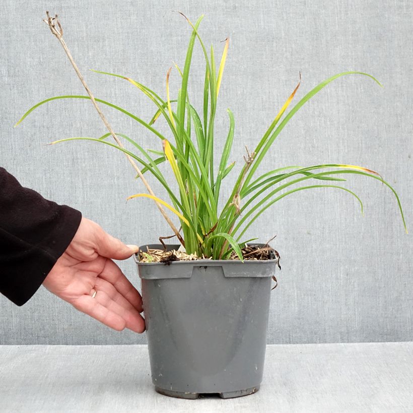 Exemplar von Hemerocallis Everydaylily Red Ribs - Taglilie Topf mit 2L/3L wie im Herbst geliefert