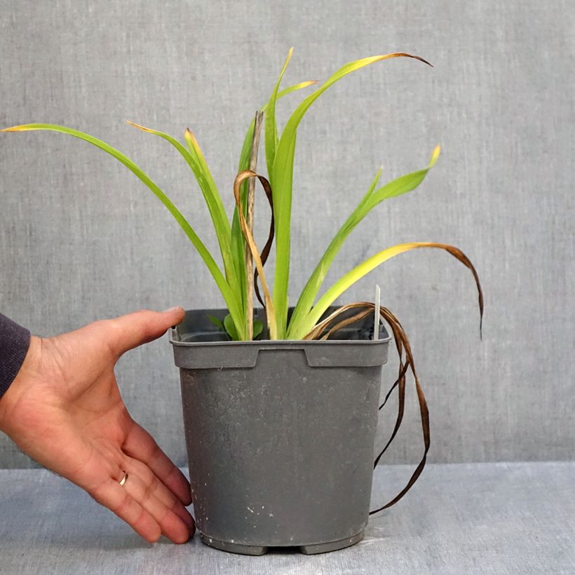 Exemplar von Hemerocallis Exotic Treasure - Taglilie Topf mit 1L/1,5L wie im Herbst geliefert