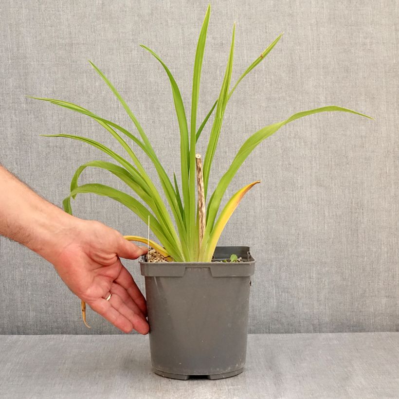 Exemplar von Hemerocallis Exotic Treasure - Taglilie Topf mit 1L/1,5L wie im Sommer geliefert