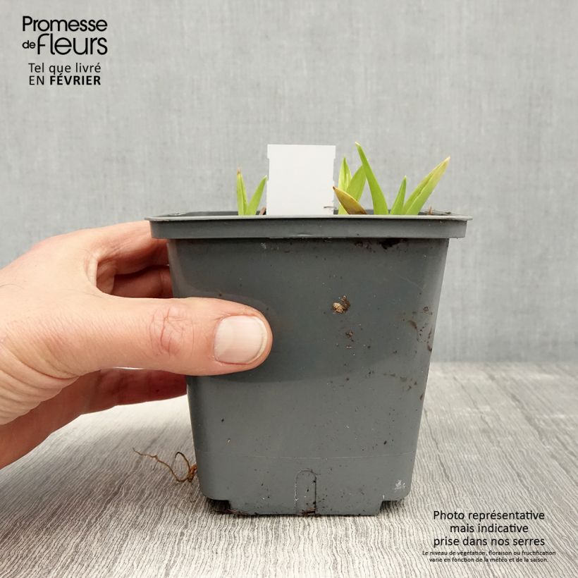 Exemplar von Hemerocallis Exotic Treasure - Taglilie Topf mit 1L/1,5L wie im Winter geliefert