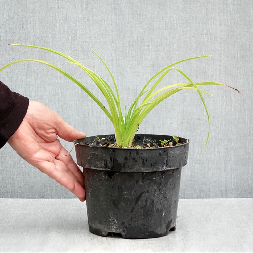 Exemplar von Hemerocallis Final Touch - Taglilie Topf mit 2L/3L wie im Herbst geliefert