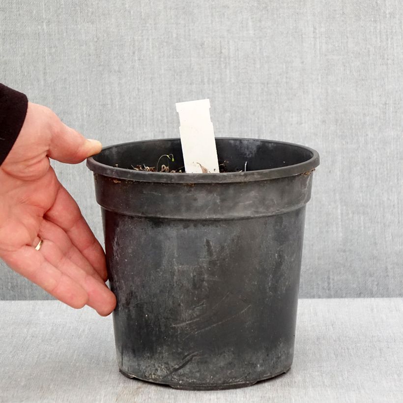 Exemplar von Hemerocallis Final Touch - Taglilie Topf mit 2L/3L wie im Frühjahr geliefert