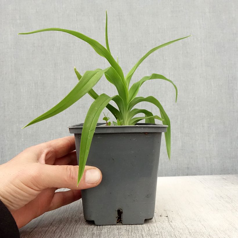 Exemplar von Hemerocallis Flight of The Dragon - Taglilie Topf mit 1L/1,5L wie im Frühjahr geliefert