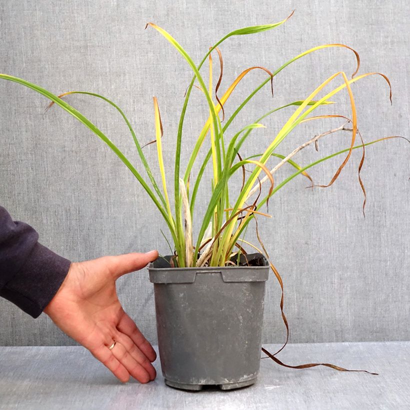 Exemplar von Hemerocallis Fooled Me - Taglilie Topf mit 1L/1,5L wie im Herbst geliefert