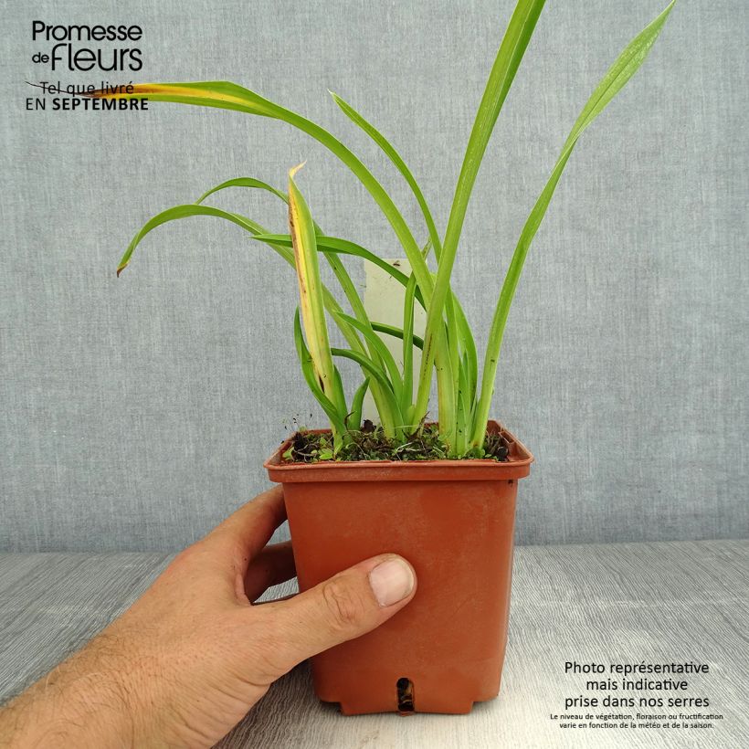 Exemplar von Hemerocallis Fooled Me - Taglilie Topf mit 1L/1,5L wie im Sommer geliefert