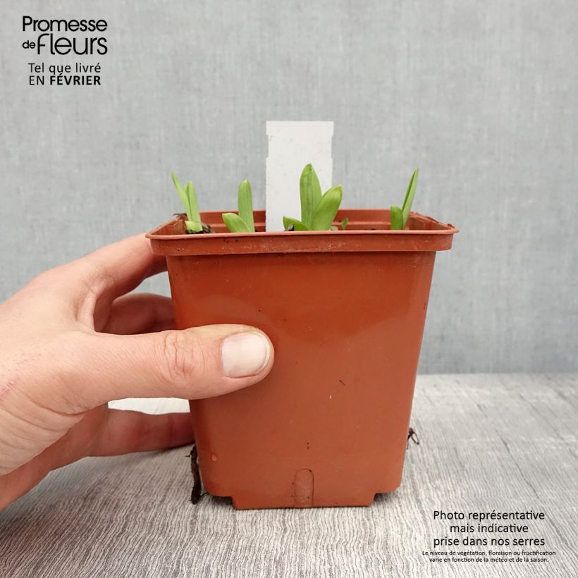 Exemplar von Hemerocallis Fooled Me - Taglilie Topf mit 1L/1,5L wie im Winter geliefert