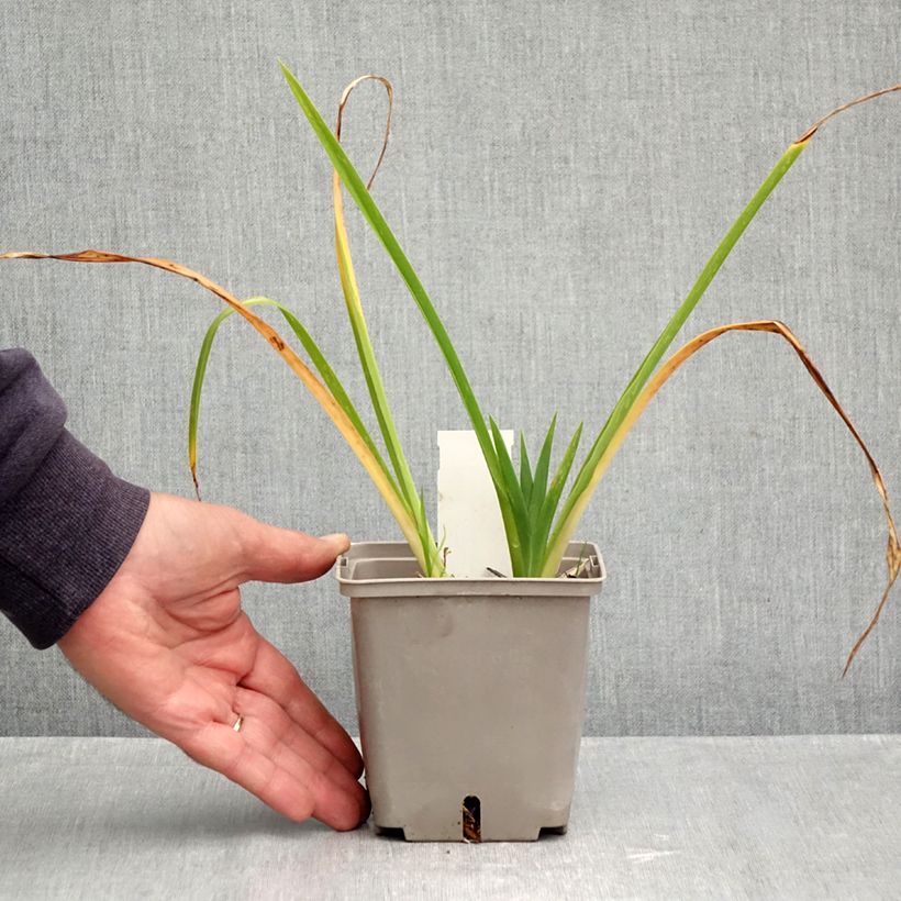 Exemplar von Hemerocallis Forty second Street - Taglilie Topf mit 1L/1,5L wie im Herbst geliefert