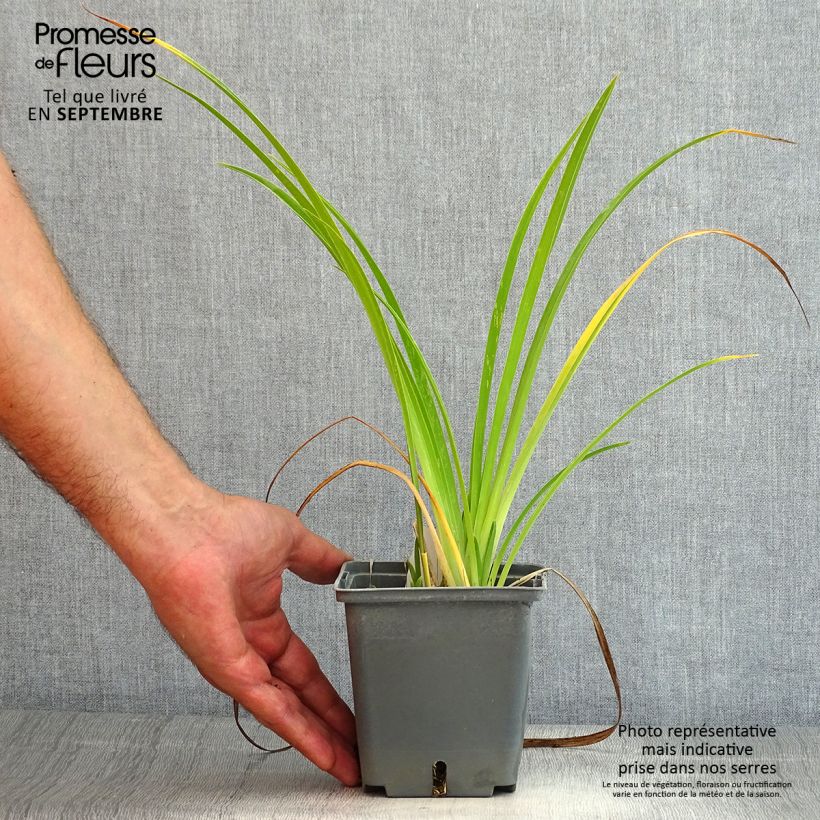 Exemplar von Hemerocallis Forty second Street - Taglilie Topf mit 1L/1,5L wie im Sommer geliefert