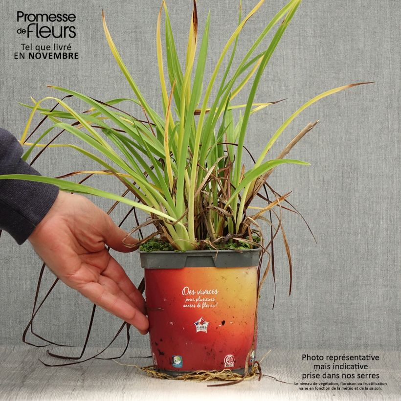 Exemplar von Hemerocallis Frans Hals - Taglilie Topf mit 1L/1,5L wie im Herbst geliefert