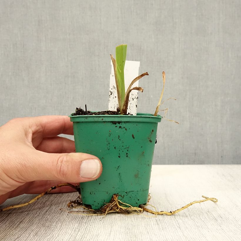 Exemplar von Hemerocallis fulva - Taglilie Kleine Töpfe von 8/9 cm wie im Herbst geliefert