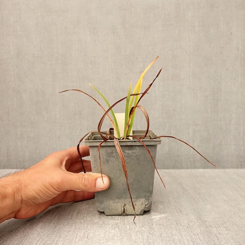 Exemplar von Hemerocallis Graces of Ganymede - Taglilie Topf mit 1L/1,5L wie im Herbst geliefert